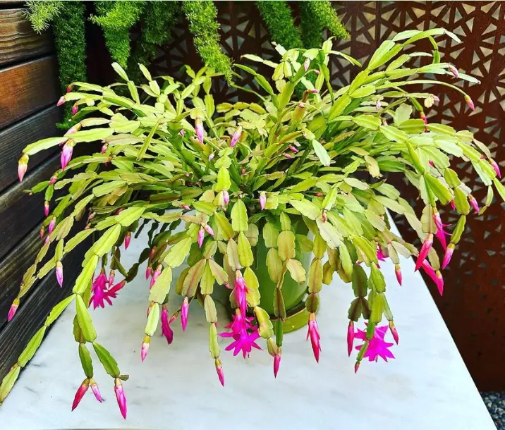 Christmas cactus blooming requirements