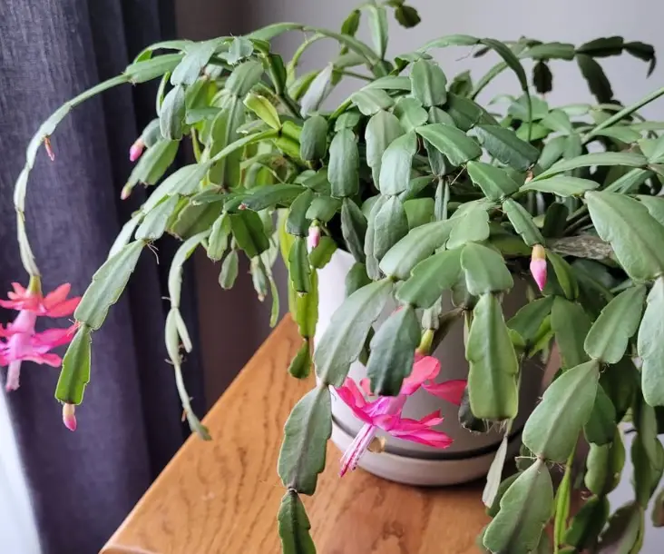 Christmas cactus buds falling off
