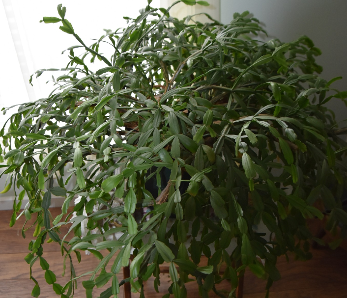 Why is My Christmas Cactus is Not Blooming? What to Do