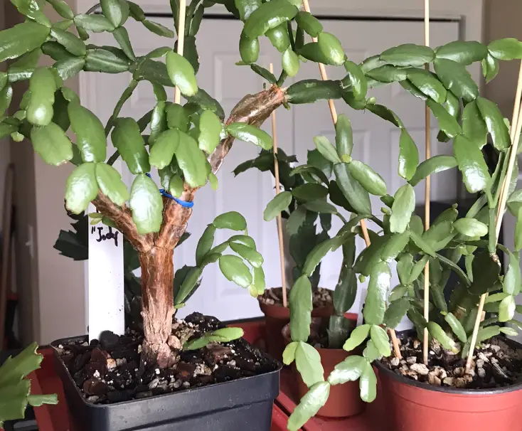 How to Divide a Christmas Cactus – Ultimate DIY Guide