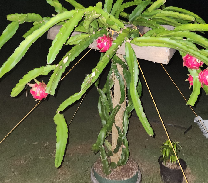 Dragon fruit plant care