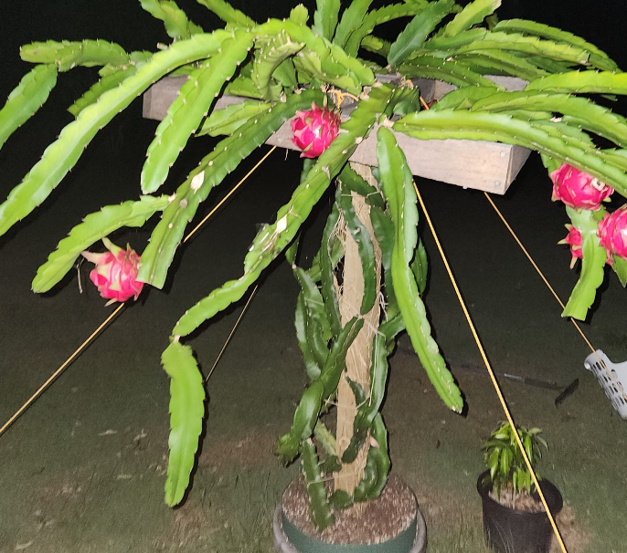 Dragon Fruit Cactus Care and Propagation Guide