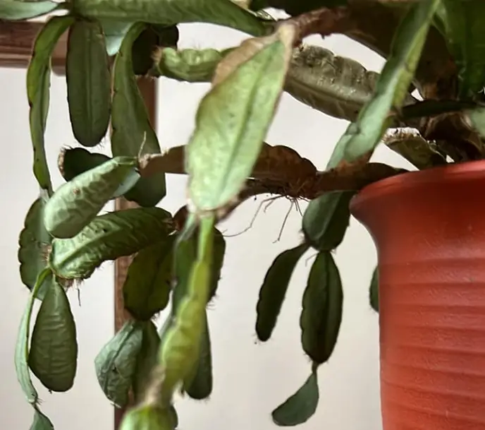 Easter cactus leaves wrinkled