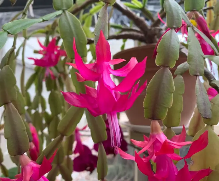 How to get a Christmas cactus to bloom