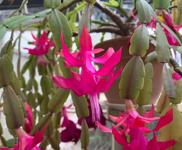Get a Christmas cactus to bloom