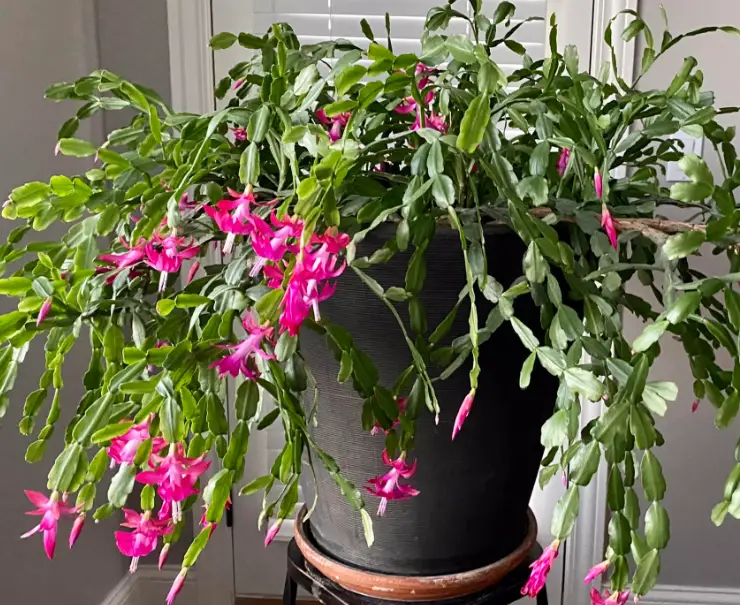 Healthy Christmas cactus