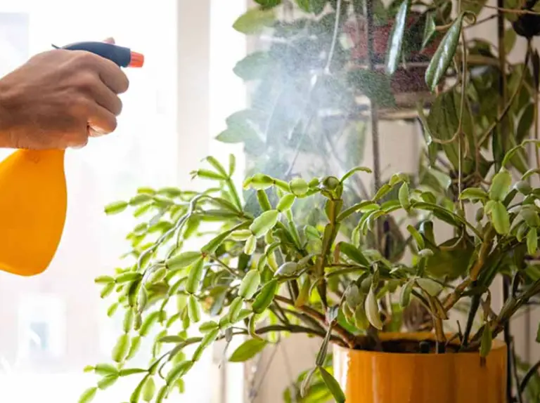 How to create humidity for houseplants