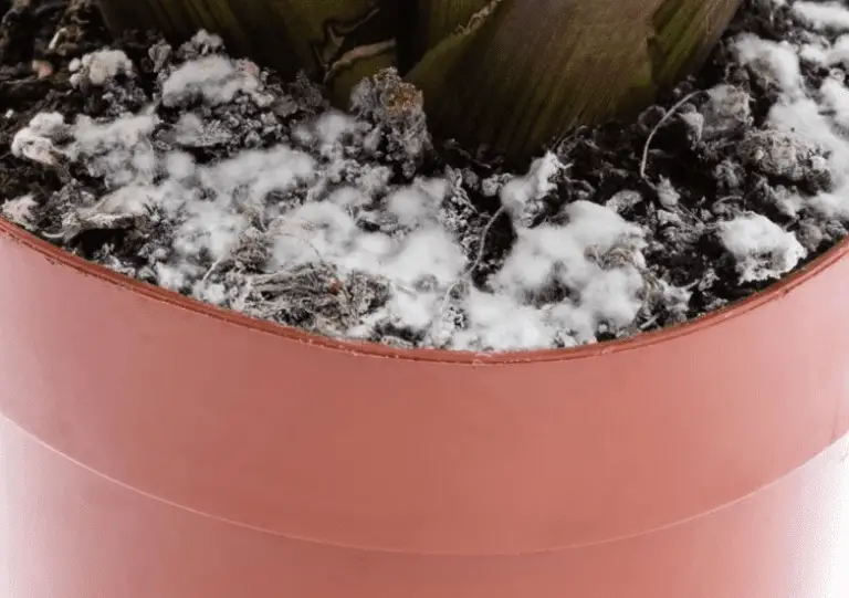 How to get rid of mold in houseplant soil