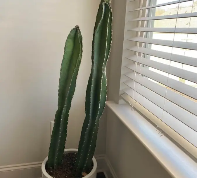 The Peruvian apple cactus care