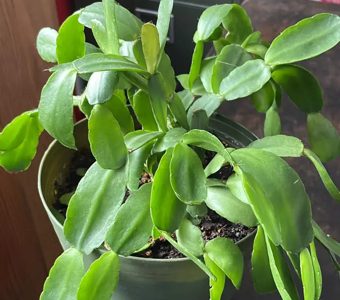 Repotting a Christmas cactus