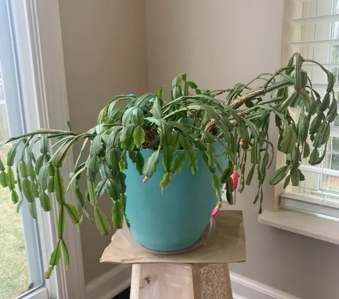 How Often Should I Water a Christmas Cactus? What to Know