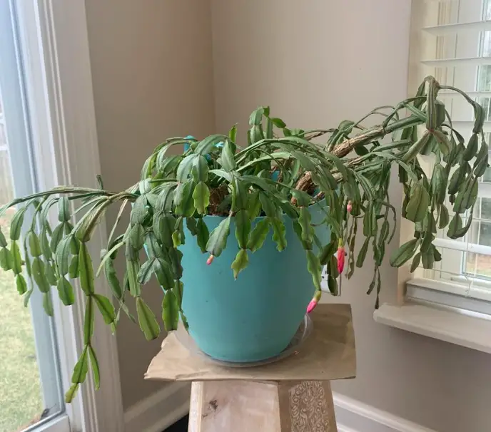 Underwatered Christmas cactus
