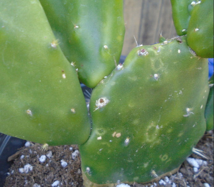 White spots on prickly pear cactus