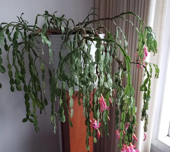 100 year old Christmas cactus