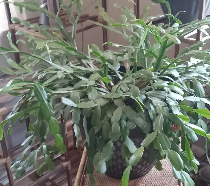 How to prune a Christmas cactus