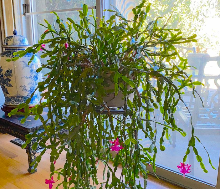 Epsom Salt for Christmas Cactus – When and How to Use