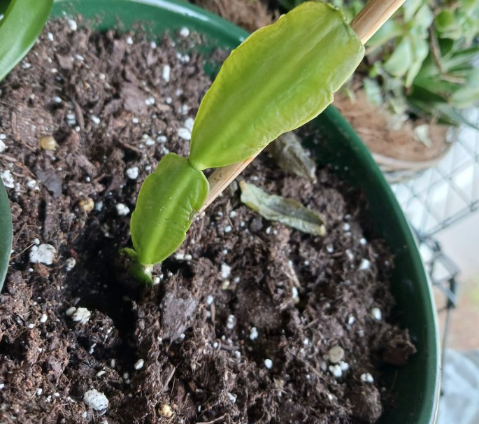 Christmas cactus potting soil