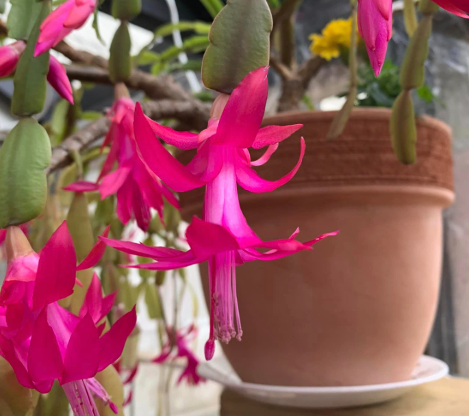 What’s the Best Pot for a Christmas Cactus?