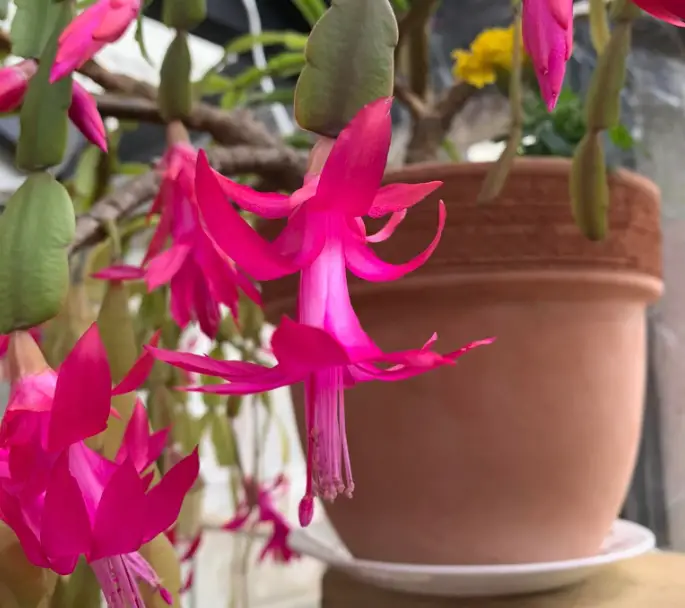 What’s the Best Pot for a Christmas Cactus?