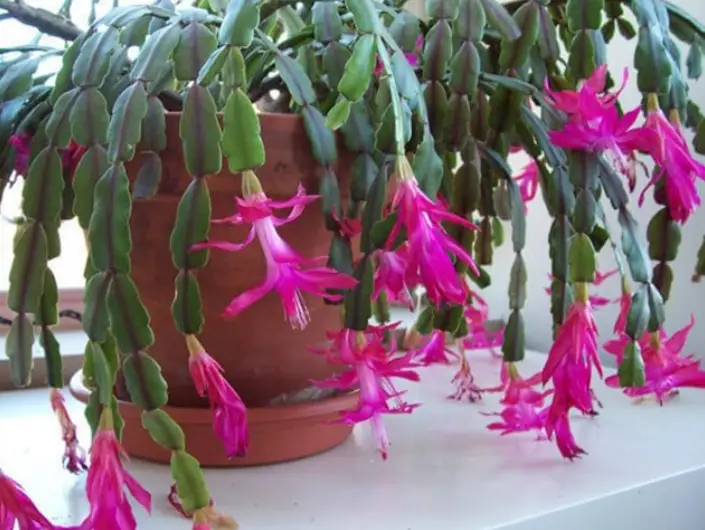 Christmas cactus colors