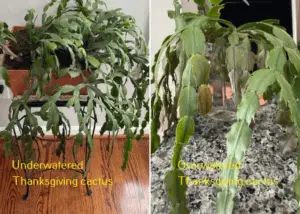 Overwatered vs. Underwatered Cactus – Differences + Fix | Citycacti