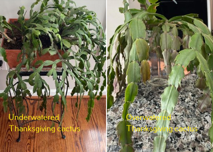 Overwatered vs. Underwatered Cactus – Differences + Fix