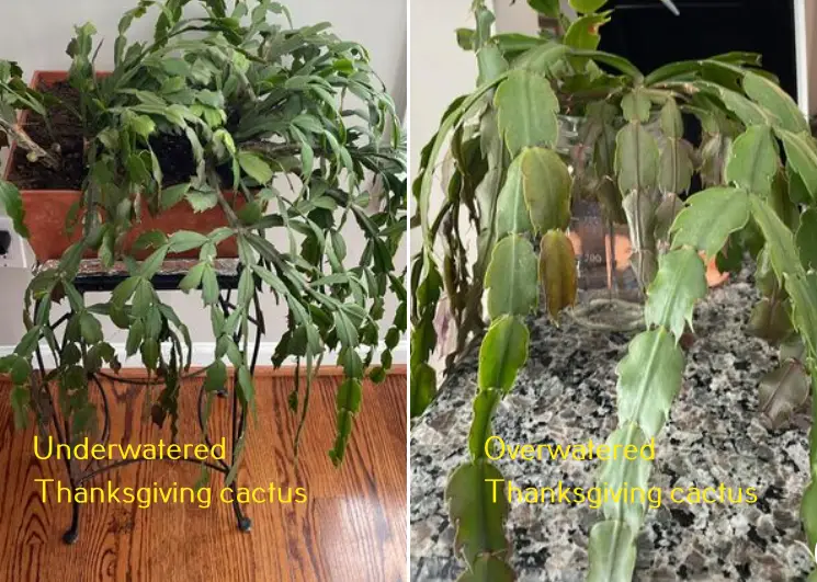 Overwatered vs. Underwatered Cactus – Differences + Fix