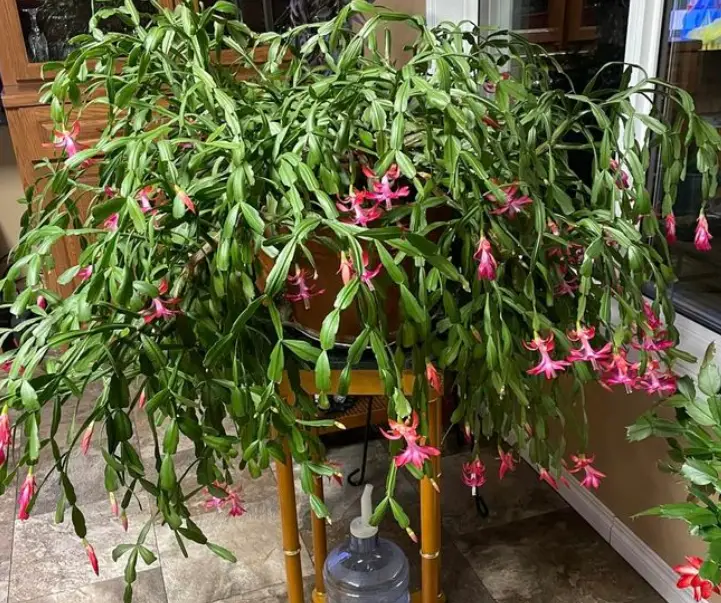 Christmas cactus fertilizer