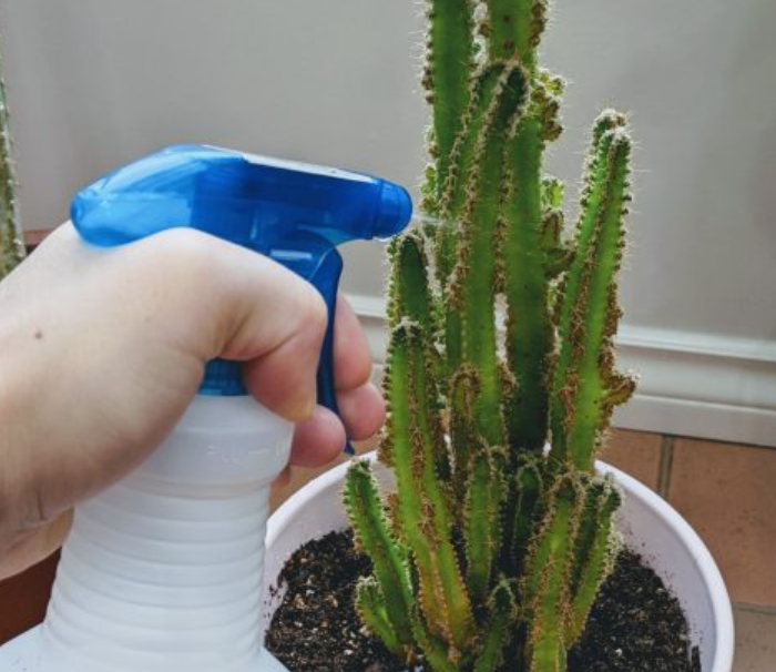 Aphids on houseplants control.
