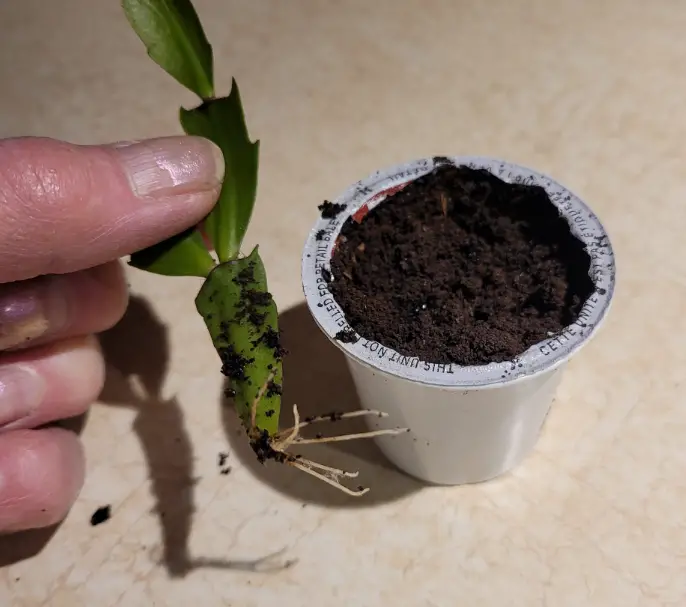 Homemade rooting hormone.