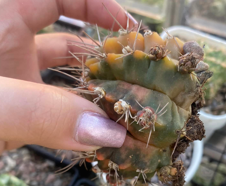 Cactus rot 