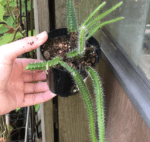 Dog Tail Cactus – Care and Propagation Guide - Citycacti