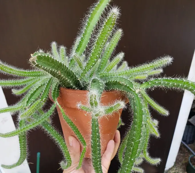Dog tail cactus care