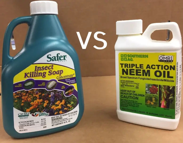 Neem oil vs insecticidal soap