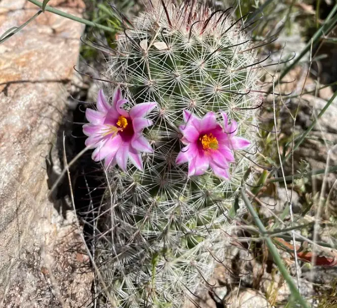 The Pincushion Cactus: Care and Propagation Guide