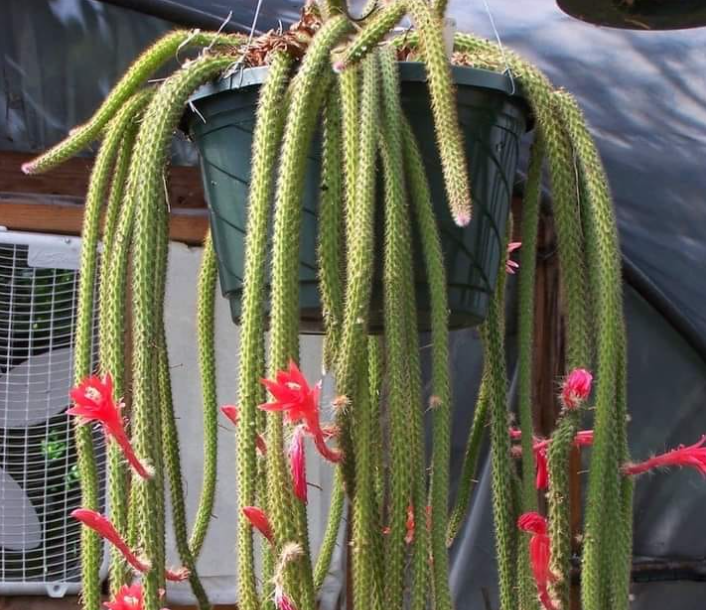 Rat Tail Cactus – Care and Propagation Guide