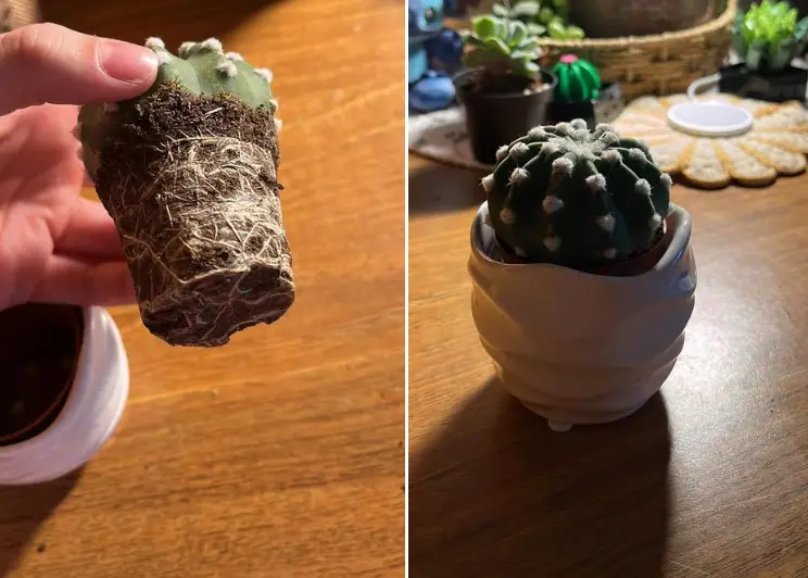 Repotting a cactus