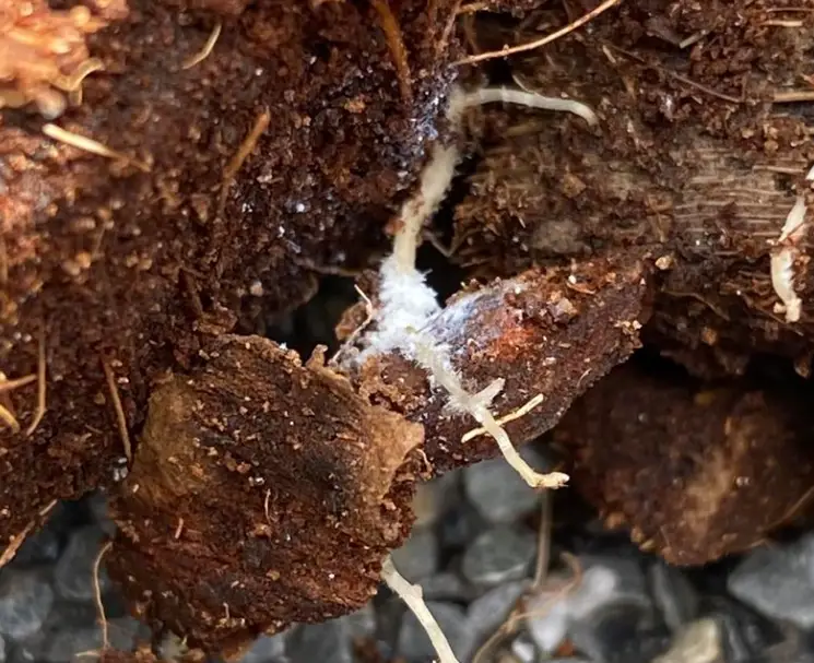 Root mealybugs