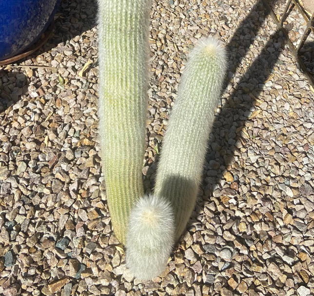 Silver Torch cactus Pups