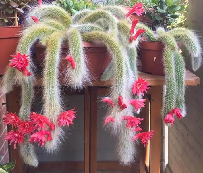 The monkey tail cactus 