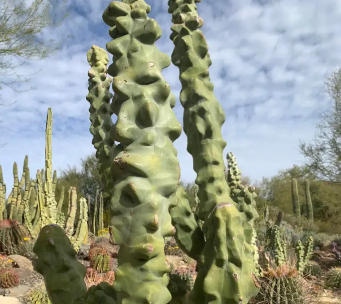 Totem pole cacti in the wild