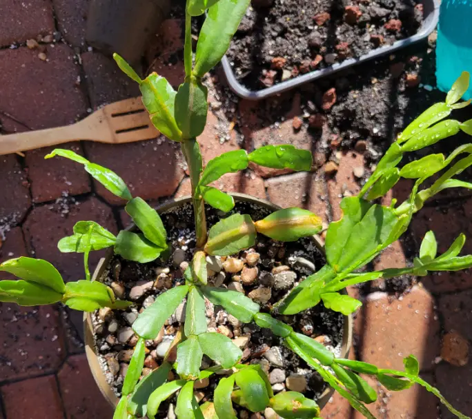 When to repot a Christmas cactus