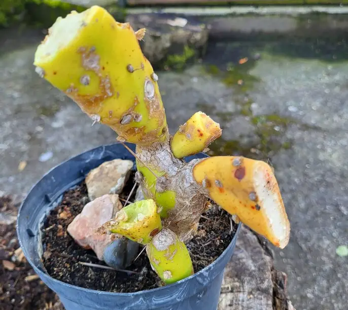how to save a frost damaged cactus