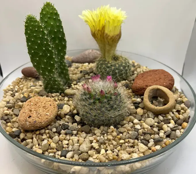 Cactus Terrarium