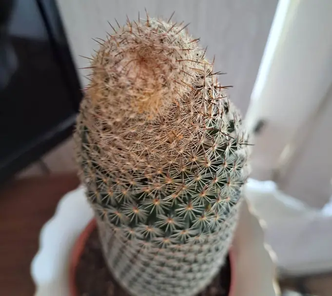 Cactus winter care