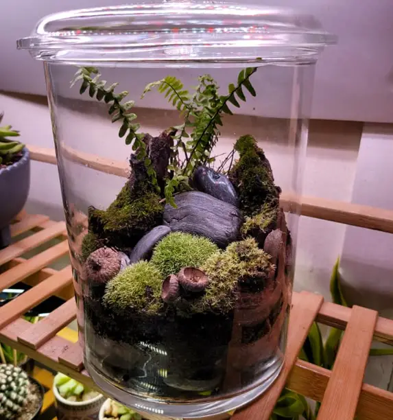 How to make a closed terrarium