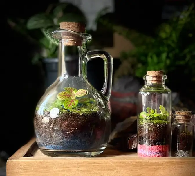 Closes terrariums care