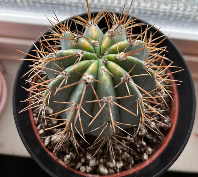 Can Cactus Survive Winter? What to Do