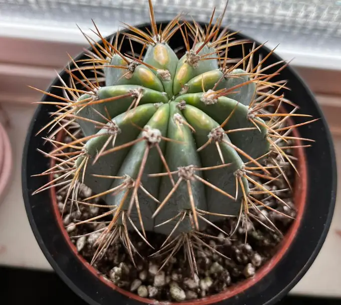 Cold hardy cactus