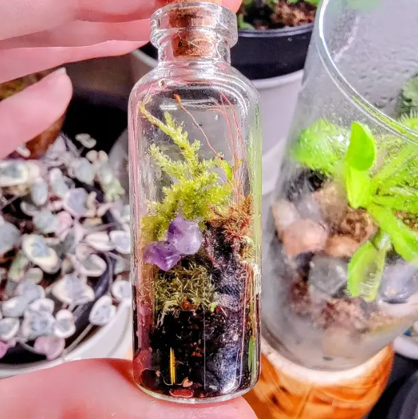 Springtails in terrarium